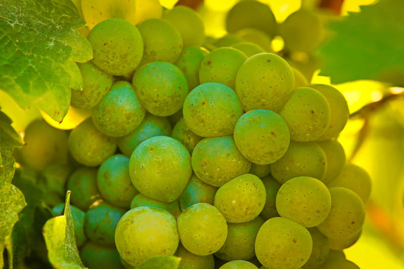 Weintrauben